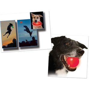 Flashflight Dog Discuit LED Flying Disc plus Glowstreak LED Ball