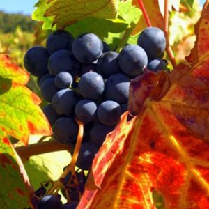 San Francisco Wine Country Tour