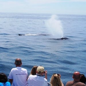 Newport Beach Whale Watching