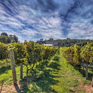Washington DC Private Wine Education Tour