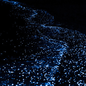 Bioluminescent Kayak Adventure in Tomales Bay