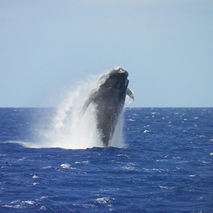 Whale Watching Cruise - Oahu